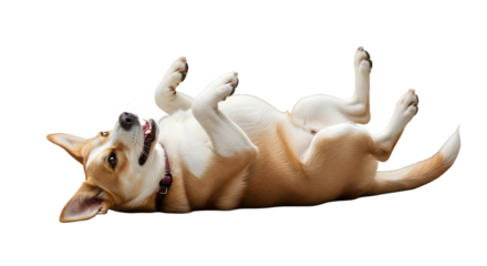 Dog Action Rolling on White Background, Realistic PNG, Isolated Animal Photo, Playful Environment, Side View Concept