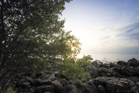 Tree is in the foreground of a rocky beach