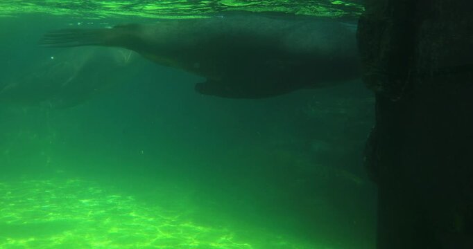 Sea lions drift and glide underwater. Slow, weightless motion and quiet companionship suggest trust, survival, and the need for safe water in a warming world.