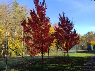 Spacer w kolorach jesieni