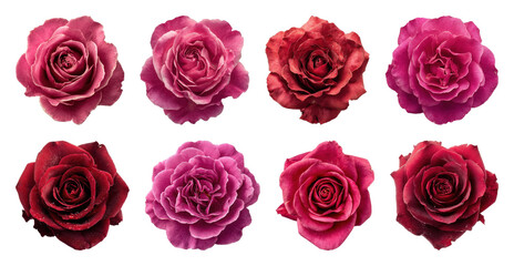 PNG Vibrant pink red rose collection, element set on transparent background