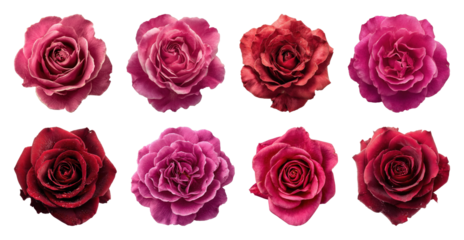 PNG Vibrant pink red rose collection, element set on transparent background