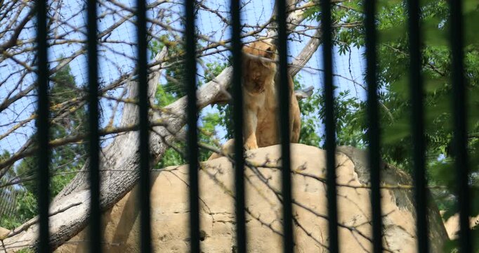 A lioness lies high on a sunlit rock, seen through bars. Calm but alert, a powerful predator contained in a zoo enclosure. The image suggests captivity, tension between wild instinct and control.