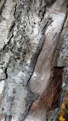 bark of a tree
