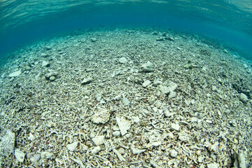 Pieces of dead coral litter the shallow seafloor in Indonesia. Warming sea temperatures, large waves, crown of thorns outbreaks, and diseases can all cause severe coral reef damage.
