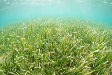 A healthy seagrass bed grows along the coast of a remote island in the Banda Sea, Indonesia....