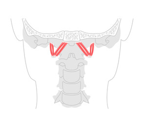 Rectus capitis anterior lateralis - Human deep cervical muscle shown in anatomy diagram, flexes and stabilizes the atlanto-occipital joint, essential for neck flexion, lateral movement medical