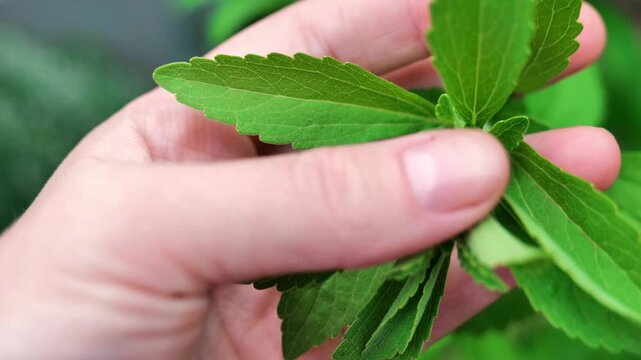 Stevia twig in hand.Green Natural Sweetener.Stevia rebaudiana. Female palm holds green stevia leaves.4k footage