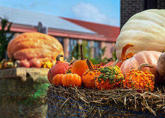 Colorful display of pumpkins and gourds arranged on hay bales under autumn sunlight in Watertown, Massachusetts, USA