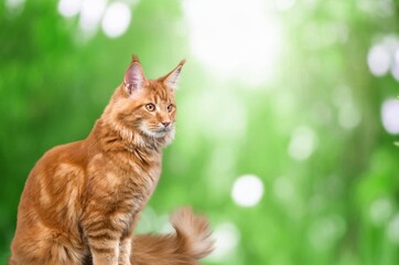 Beautiful outdoor portrait of cute domestic cat
