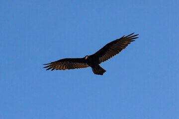 Horizontal Turkey Vulture Soaring Against Clear Blue Sky