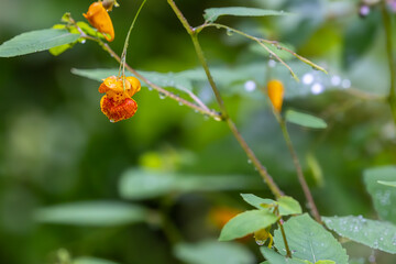 Spotted Jewelweed Flower with Dewy Leaves