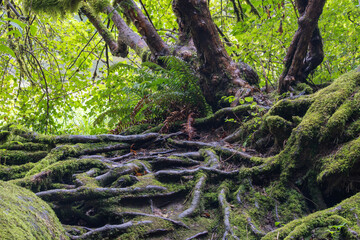 Tree Roots Over Rocks Near Green River