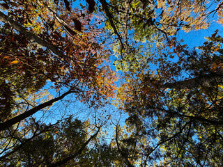 Autumn Tree Canopy Viewed from Below with Blue Sky