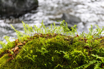 Moss-Covered Rock by Green River Washington