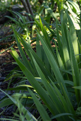 Slim Iris Leaves in Shaded Garden Light
