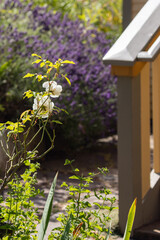 Vertical Garden Scene with Lavender and Roses