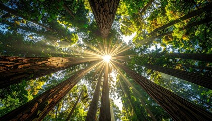 Looking up through towering redwood trees with bright sunbeams filtering through the green canopy on a clear day