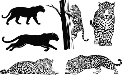 WebLeopard jaguar cad drawing flat vector illustration, silhouette, stalking, climbing, crouching, lying, walking, cub, spotted fur, predator pose