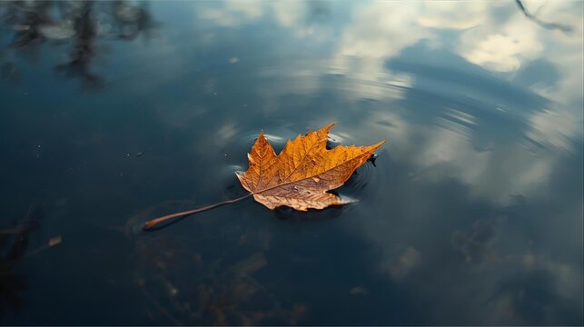 autumn leaves reflected in water