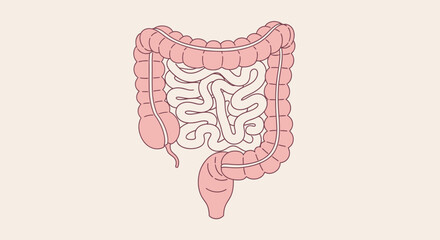 Illustration of the Human Intestines, Colon, and Small Intestine.