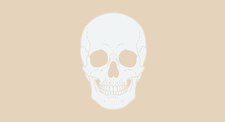 Isolated Skull Illustration - A Symbol of Mortality and Anatomy.