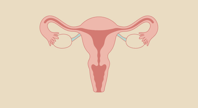 Anatomical illustration of the female reproductive system with uterus ovaries and fallopian tubes.