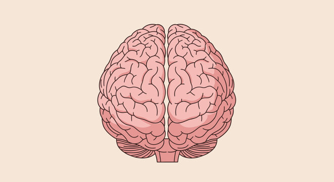 Human brain illustration depicting the organ of thought and cognition.