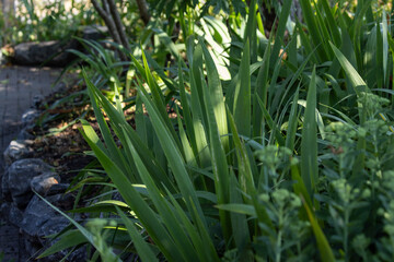 Shadowed Garden with Iris Stems and Black Rocks