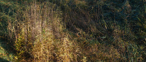 Dry autumn grass and tall reeds illuminated by warm sunlight. Natural texture and color contrast in...