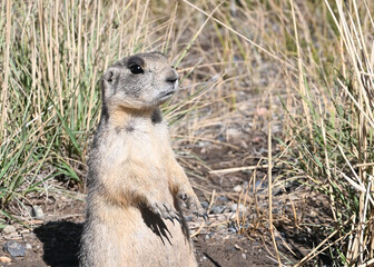 One Prairie Dog