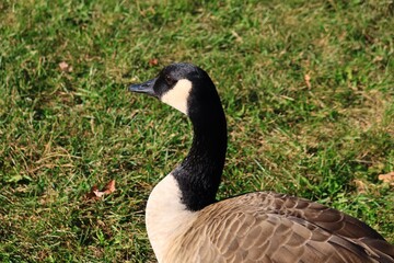 Canada goose（カナダ雁）