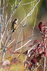Palm warbler sitting in a bare tree in autumn.