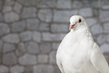 Tranquil cute white pigeon dove bird