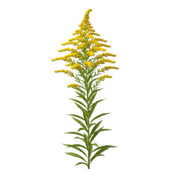 Tall goldenrod flower with yellow blooms on a transparent background