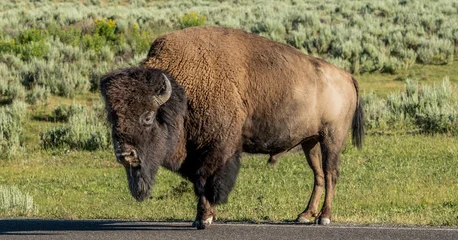 Gardinen Bison Male Bison On Roadway Turns Head Toward Camera  © kellyvandellen