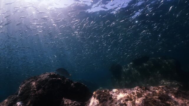 a massive school of sardines shimmering brilliantly beneath the sunlight. The silver fish move in perfect unison just below the ocean surface, cinematic, slow motion, 4k, high resolution