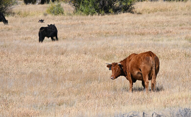 Cows in Dry Pasture