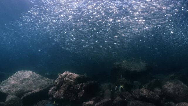 a massive school of sardines shimmering brilliantly beneath the sunlight. The silver fish move in perfect unison just below the ocean surface, cinematic, slow motion, 4k, high resolution