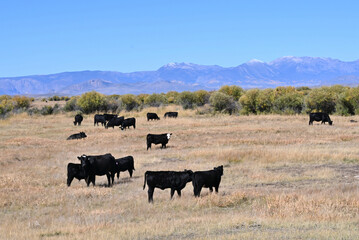 Cattle and Mountains