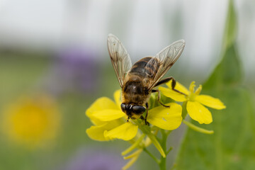Close-up view of a honey bee collecting pollen from a vibrant yellow flower in a sunny garden setting