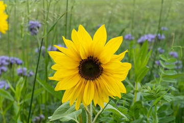 Bright yellow sunflower blooming in a lush green field with purple flowers in the background during sunny afternoon