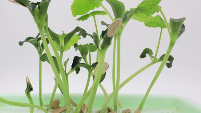 Close up and super time lapse of pumpkin sprouts growing after germinating in soilless conditions