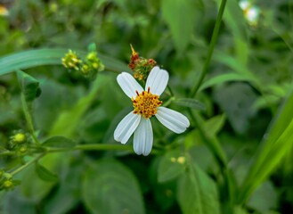 White Ketul Flower (Bidens pilosa Black jack) With Orange Center In Lush Green Garden Setting Amidst Leaves And Bright Nature