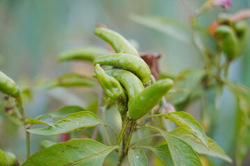 Red and green millet chili peppers