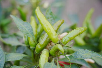 Red and green millet chili peppers