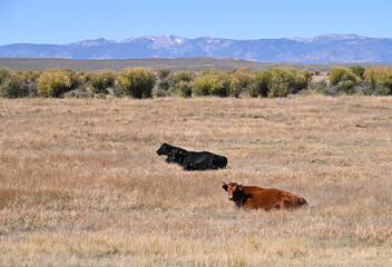Mountains and Cows