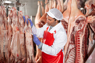 Professional butchery owner interested in maintaining quality of meat products, measuring temperature of chilled lamb carcasses hanging in cold storage room