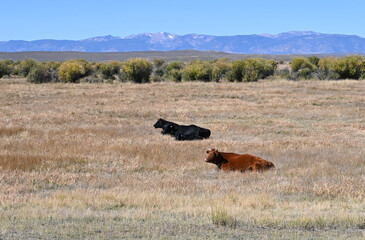 Morning Frost on Tree Stumps