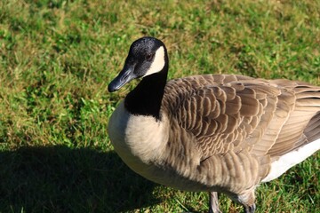 Canada goose（カナダ雁）